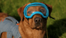 nft icon