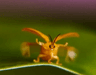 nft icon