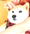 nft icon